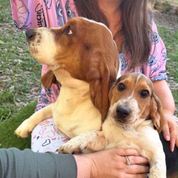 Georgia -  Basset Hound Dog Available for Adoption in Lakewood Ranch, Florida - Georgia | PetCurious