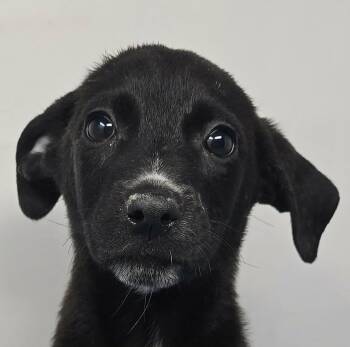 Alameda -  Spaniel and Chihuahua Dog for Adoption in Newport, Tennessee - Alameda | PetCurious