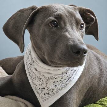 Roger -  Weimaraner Dog for Adoption in Okolona, Mississippi - Roger | PetCurious