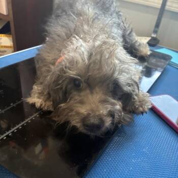 Chandler -  Schnauzer Dog for Adoption in Hohenwald, Tennessee - Chandler | PetCurious