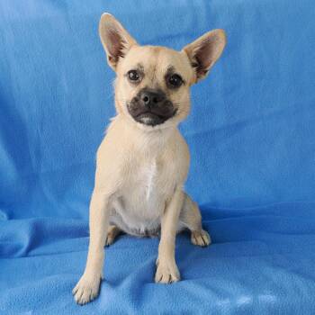 SERAPHINE -  Pug and Chihuahua Dog for Adoption in Richmond, California - SERAPHINE | PetCurious
