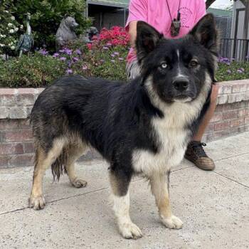 Ezra -  Husky and Akita Dog for Adoption in Lathrop, California - Ezra | PetCurious