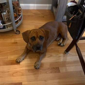 Smores -  Boxer and Mixed Breed Dog for Adoption - Smores | PetCurious