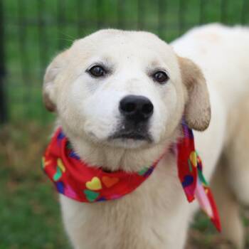 SAL -  Parson Russell Terrier Dog for Adoption in San Antonio, Texas - SAL | PetCurious