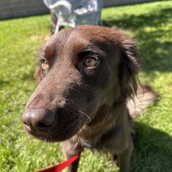 Rigby -  Labrador Retriever and Border Collie Dog for Adoption in Murray, Utah - Rigby | PetCurious
