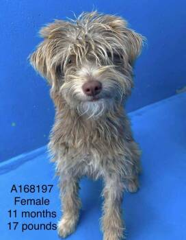 Aioli -  Terrier and Mixed Breed Dog for Adoption in Calgary, Alberta - Aioli | PetCurious