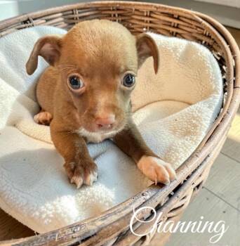 Channing -  Terrier Dog for Adoption - Channing | PetCurious