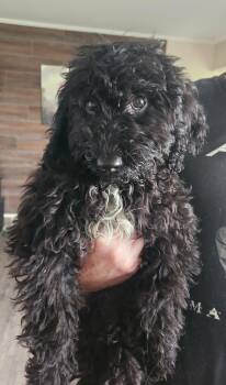 Bernedoodle Dogs Available for Adoption in Twin Lakes, Wisconsin - #265 | PetCurious