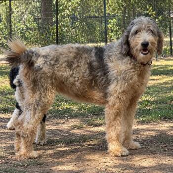 Stevie -  Aussiedoodle and Labradoodle Dog for Adoption in Pelham, New Hampshire - Stevie | PetCurious
