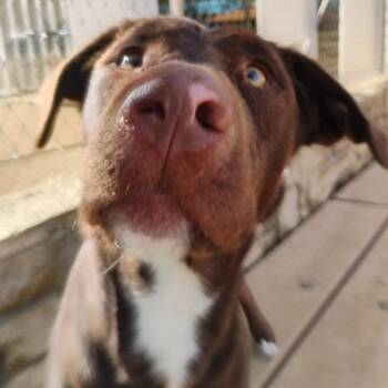 Mixed Breed Dogs Available for Adoption - Campbell | PetCurious