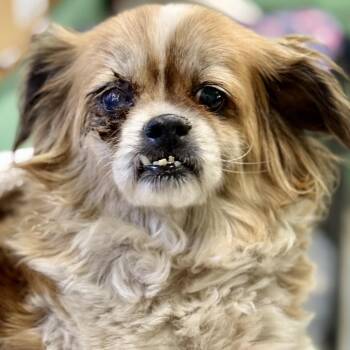 Fabio -  Pekingese Dog for Adoption in Fresno, California - Fabio | PetCurious