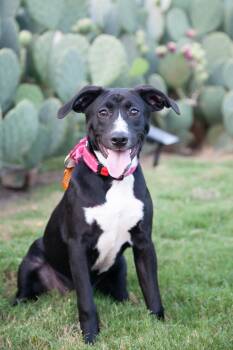 Beatriz -  Black Labrador Retriever Dog for Adoption in Franklin, Tennessee - Beatriz | PetCurious