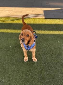 V-Luna -  Cocker Spaniel Dog for Adoption in Gilbert, Arizona - V-Luna | PetCurious
