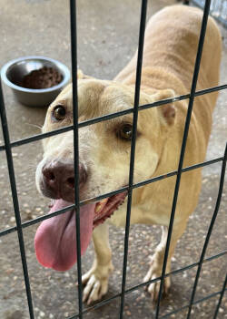Rescue Labrador Retriever Dogs for Adoption in Troy, Alabama - Blondie (Senior) | PetCurious