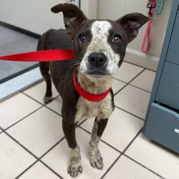 Terrier and Mixed Breed Dogs Available for Adoption in Tuscaloosa, Alabama - Darwin | PetCurious