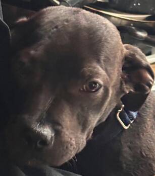 Boxer and American Staffordshire Terrier Dogs Available for Adoption - Dustin | PetCurious