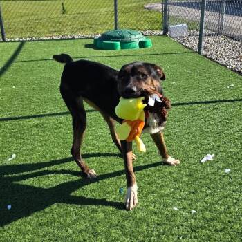 Mixed Breed Dogs Available for Adoption in Bristol, Indiana - Brandy | PetCurious