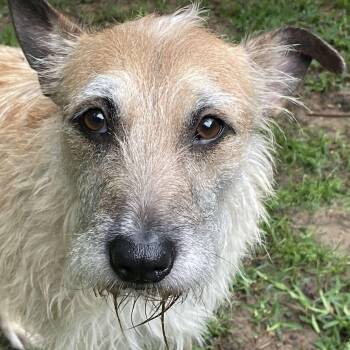 Damona aka Mona (20260614-02) -  Terrier Dog for Adoption in Niagara Falls, Ontario - Damona Aka Mona (20260614-02) | PetCurious