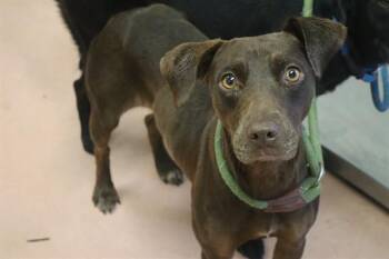 MOCHA -  Mixed Breed Dog for Adoption in Columbia, South Carolina - MOCHA | PetCurious
