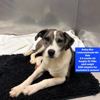 Catahoula Leopard Dog Dogs Available for Adoption - Bubba Blue | PetCurious