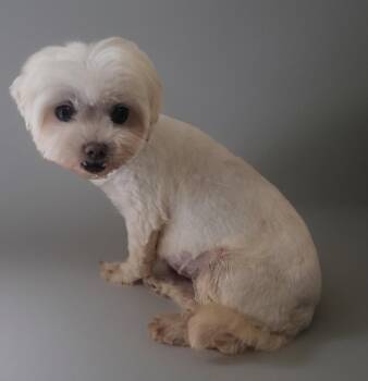 Maltese Dogs Available for Adoption - Mopsy - 8.5 Lb Little Girl! | PetCurious