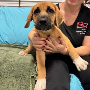 FRED 656 -  Hound and Mixed Breed Dog for Adoption in Indiantown, Florida - FRED 656 | PetCurious