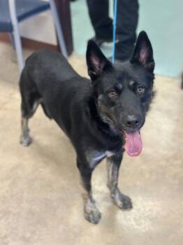 German Shepherd Dog and Cattle Dog Dogs Available for Adoption - Bear | PetCurious