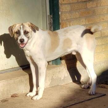 Bishop -  Anatolian Shepherd and Mixed Breed Dog for Adoption in Houston, Texas - Bishop | PetCurious