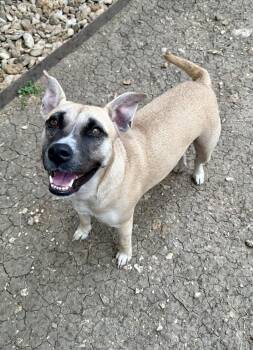 Pit Bull Terrier Dogs Available for Adoption in Elkhorn, Wisconsin - Banana | PetCurious