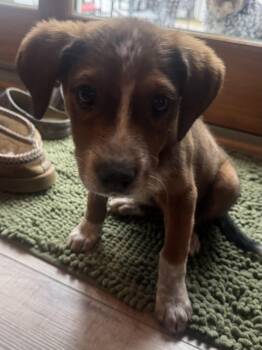 Shepherd and Hound Dogs Available for Adoption - Mason  | PetCurious