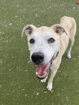 Donkey -  Mixed Breed and Labrador Retriever Dog for Adoption in Austin, Texas - Donkey | PetCurious