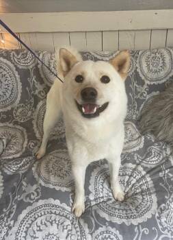 Jindo Dogs Available for Adoption in Fort Worth, Texas - Squirrel | PetCurious