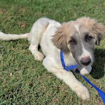 Tilly -  Great Pyrenees Dog for Adoption in Gainesville, Texas - Tilly | PetCurious