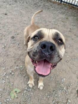 Tank -  Boerboel Dog for Adoption in Buffalo, New York - Tank | PetCurious