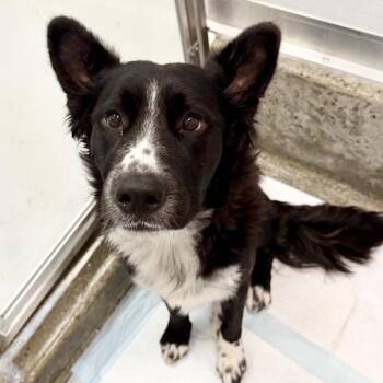 Dr. Squatch -  Border Collie and Mixed Breed Dog for Adoption in Los Angeles, California - Dr. Squatch | PetCurious