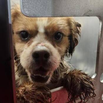 Cavalier King Charles Spaniel Dogs Available for Adoption in San Antonio, Texas - FARQUAAD | PetCurious