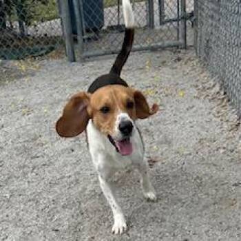 Beagle Dogs Available for Adoption - Rafa | PetCurious
