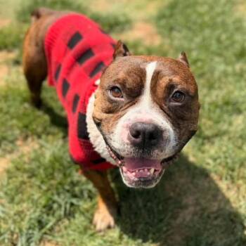 Bud - Laid-Back, Gentle Companion -  Bulldog Dog for Adoption in Sugar Land, Texas - Bud - Laid-Back, Gentle Companion | PetCurious