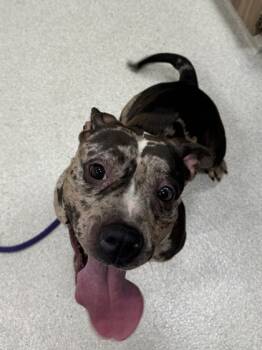 Rescue Pit Bull Terrier and Mixed Breed Dogs for Adoption in Honolulu, Hawaii - 59788174 | PetCurious