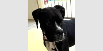 Peanut IV - ABR Return -  Boxer Dog for Adoption in Hewitt, Texas - Peanut IV - ABR Return | PetCurious