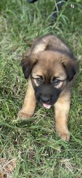 Shelby -  Husky and Black Labrador Retriever Dog for Adoption in Reidsville, North Carolina - Shelby | PetCurious