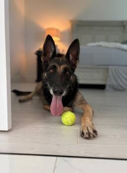 Ella Ella Still Got It -  German Shepherd Dog Dog for Adoption in Friendswood, Texas - Ella Ella Still Got It | PetCurious