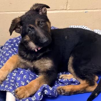 German Shepherd Dog Dogs Available for Adoption - Blossom | PetCurious