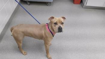 Boxer and Mixed Breed Dogs Available for Adoption in Omaha, Nebraska - NINA | PetCurious