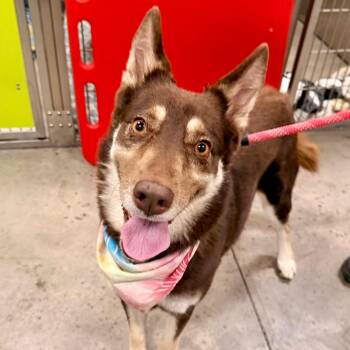 Zara -  Husky and Mixed Breed Dog for Adoption in Phoenix, Arizona - Zara | PetCurious