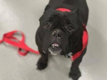 Edith Lynn -  Mixed Breed Dog for Adoption in New York, New York - Edith Lynn | PetCurious