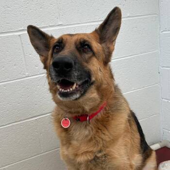 German Shepherd Dog Dogs Available for Adoption - Luna (26-038) | PetCurious