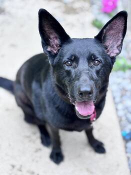 German Shepherd Dog Dogs Available for Adoption in Grafton, West Virginia - Cher | PetCurious