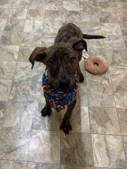 Rescue Terrier Dogs for Adoption in Pilot Point, Texas - Zander | PetCurious