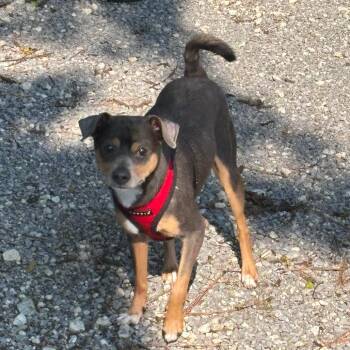 Mr. Pancho D26-162 -  Chihuahua Dog for Adoption in Lebanon, Tennessee - Mr. Pancho D26-162 | PetCurious